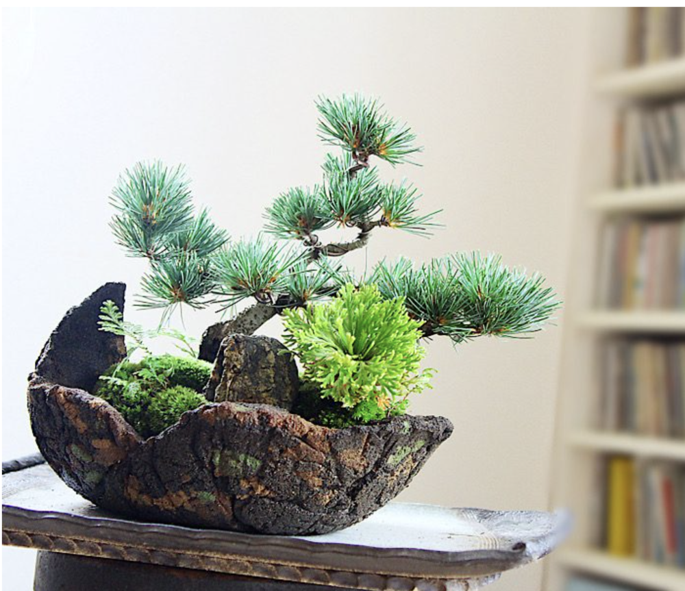 伊勢盆栽 藤田剛士展