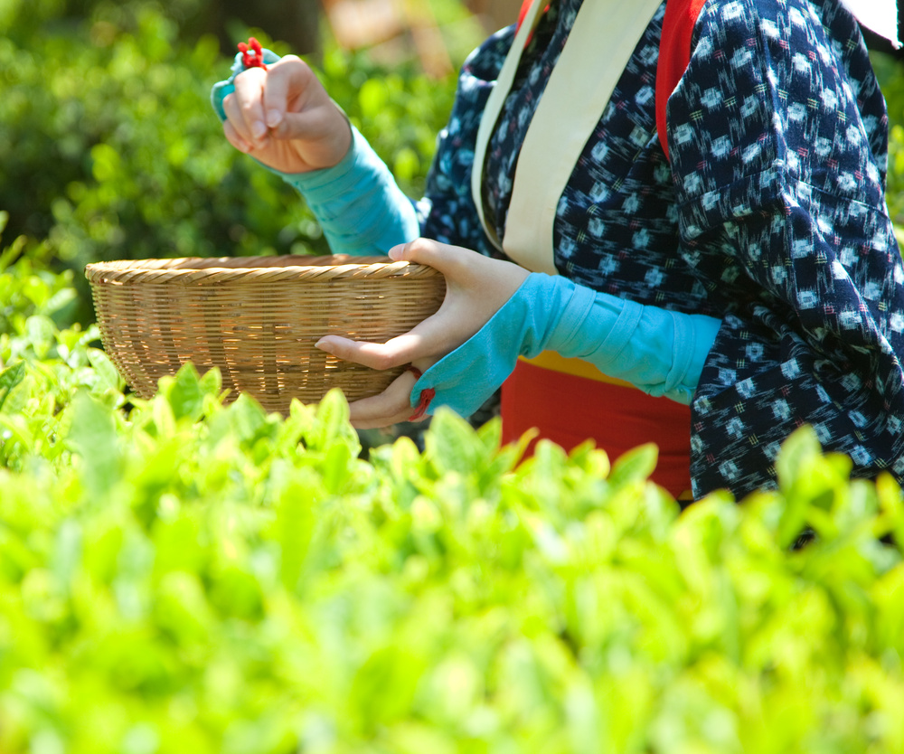 チャチャChaの茶ー茶所めぐり