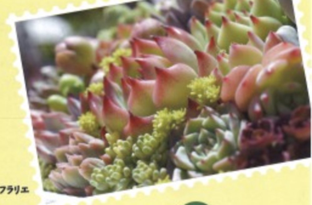 多肉とみどりのマルシェ2026 春